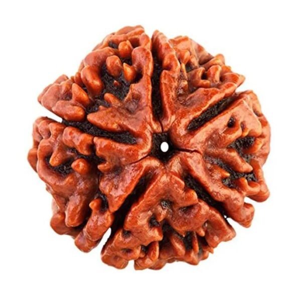 Original Nepali 5 Mukhi Rudraksha (18 mm) – Natural Premium Rudraksha Bead