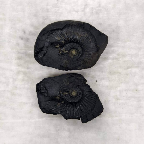 Gandaki Sudarshan Shaligram