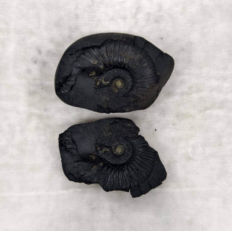 Gandaki Sudarshan Shaligram